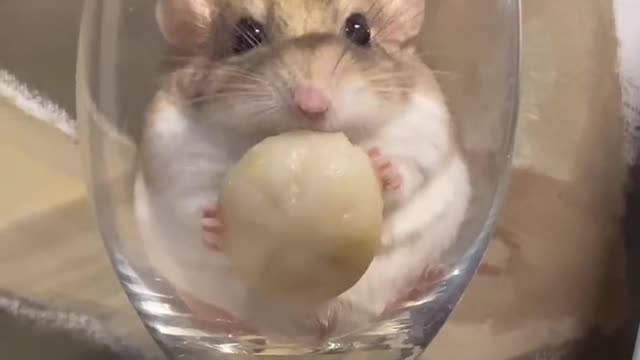 The mice are eating well. You are still dieting to lose weight. Please treat yourself well