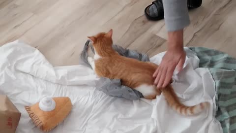 Pie
