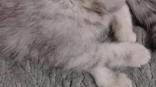 Kittens have great flexibility