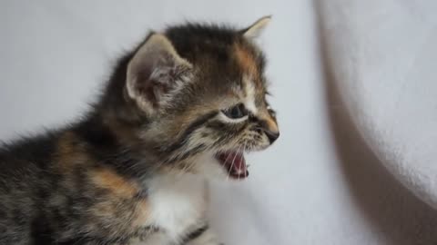 Cute Baby Kitten meows because Mama Cat is not there 🐱🐈🐈‍⬛