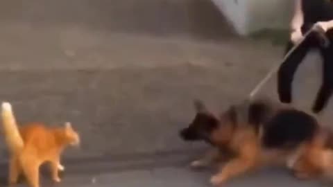 Cats are vicious bastards