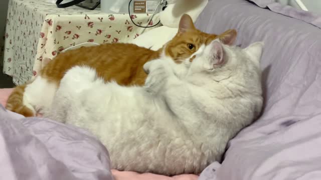I seem to have disturbed them