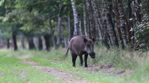 Wild boar approaching _ 2022 _ Veluwe _ 4K