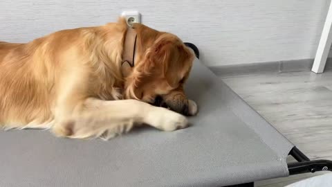 Playful Golden Retriever Gets Tricked by Owner