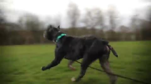 5 best tips for dog training with self made exercises.