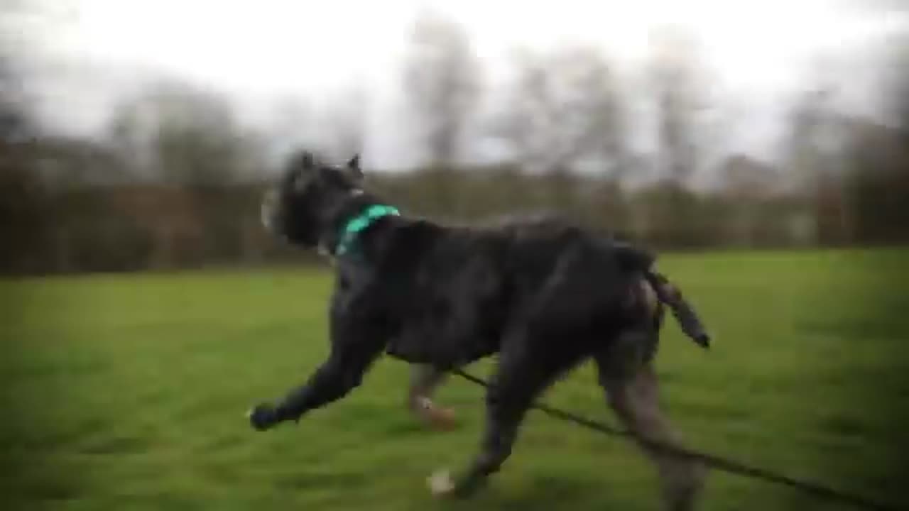 5 best tips for dog training with self made exercises.
