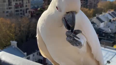 Beautiful Birds In Sydney Australia