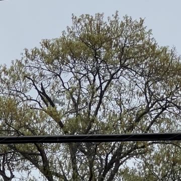 Airplane spotted over college park Maryland