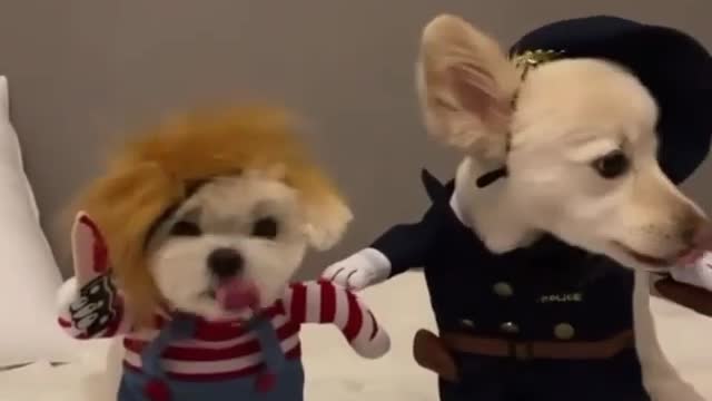 pirate dog couple