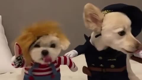 pirate dog couple