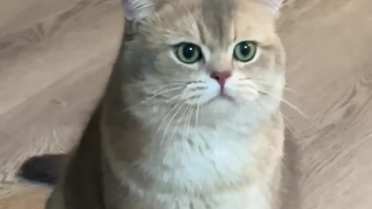 Fine cat videos