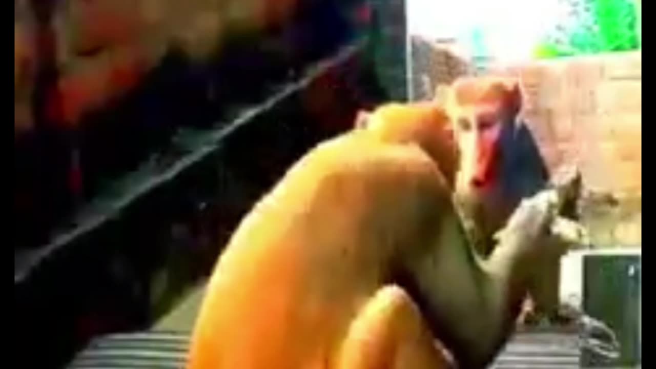 Funny Monkey #Fun