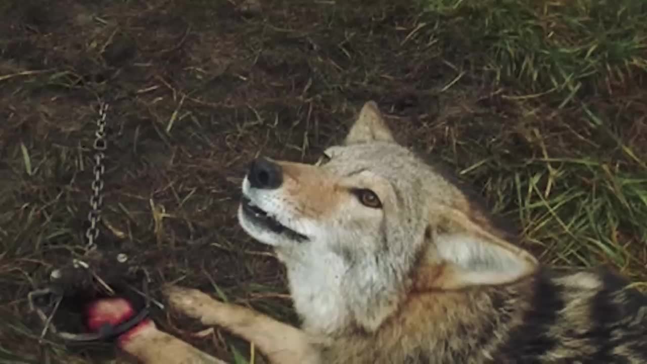 Man Saved this Wolf and her Cubs, but 4 Years later THIS happens...