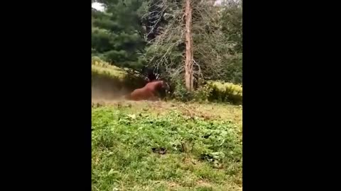 Funniest Cats And Dogs Videos #