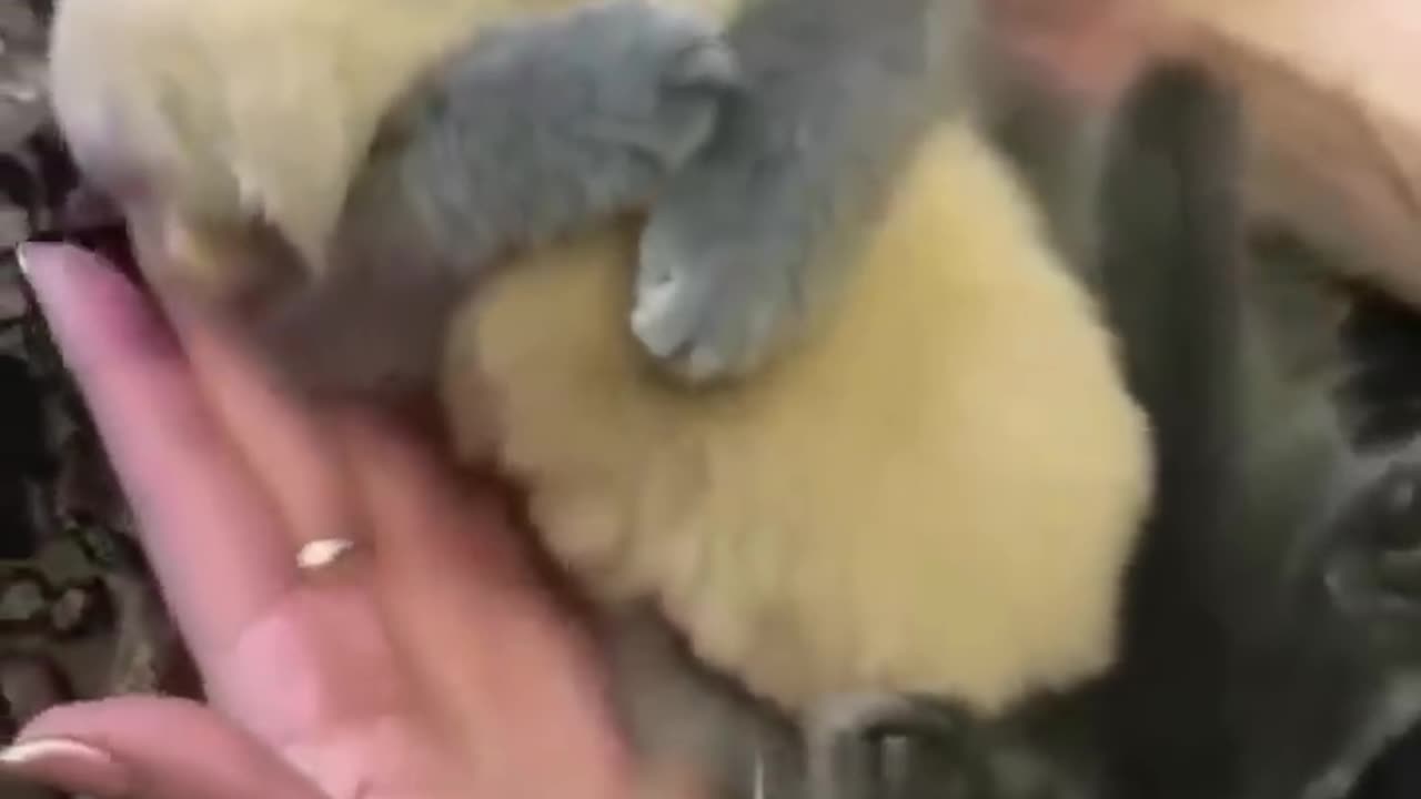 Kitti Hoge Puppy So Nicely Movement
