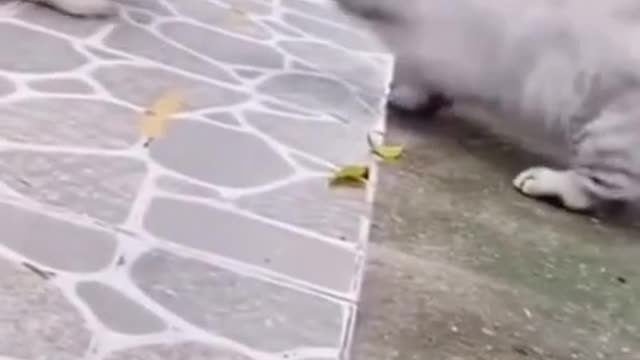 Funny Animals Videos2022 Funniest Cats And Dogs Video
