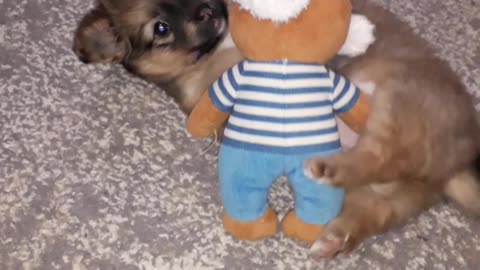 Tiny Puppy Can’t Let Go of His Favorite Toy