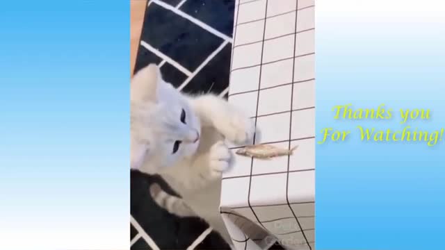 Funny cat with fish