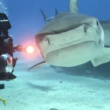 Tiger Shark and Reef Shark