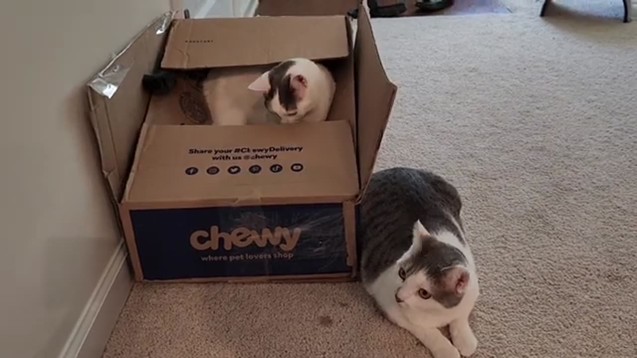 Cats Like All Containers