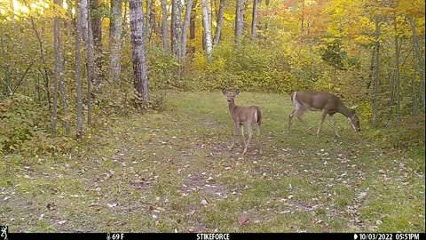 Winter is Nearing - Trail Camera Videos