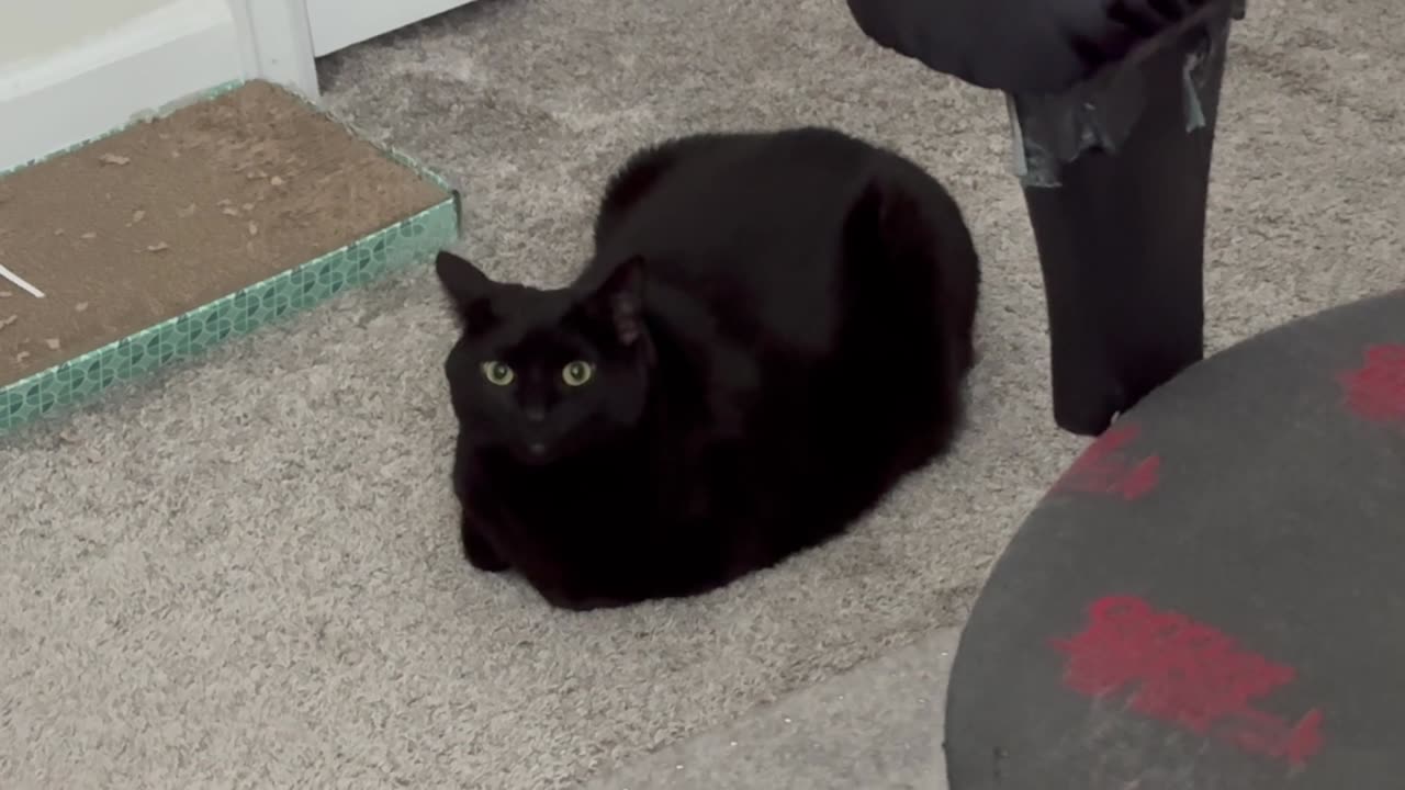 Adopting a Cat from a Shelter Vlog - Cute Precious Piper is a Nice Fresh Office Loaf