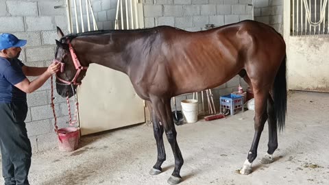 How to clean Horse|❤️ Animals lover.