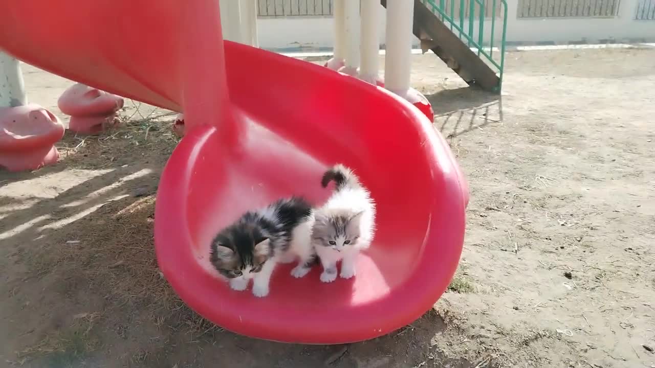 kitten playing in gardan sledder