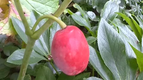 Plum