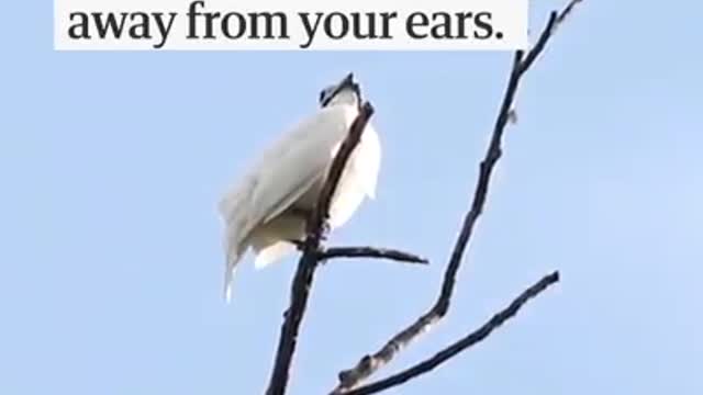 the white bellbird was recorded at 125 decibels