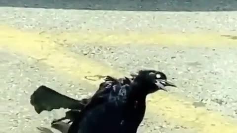 Zombie Bird