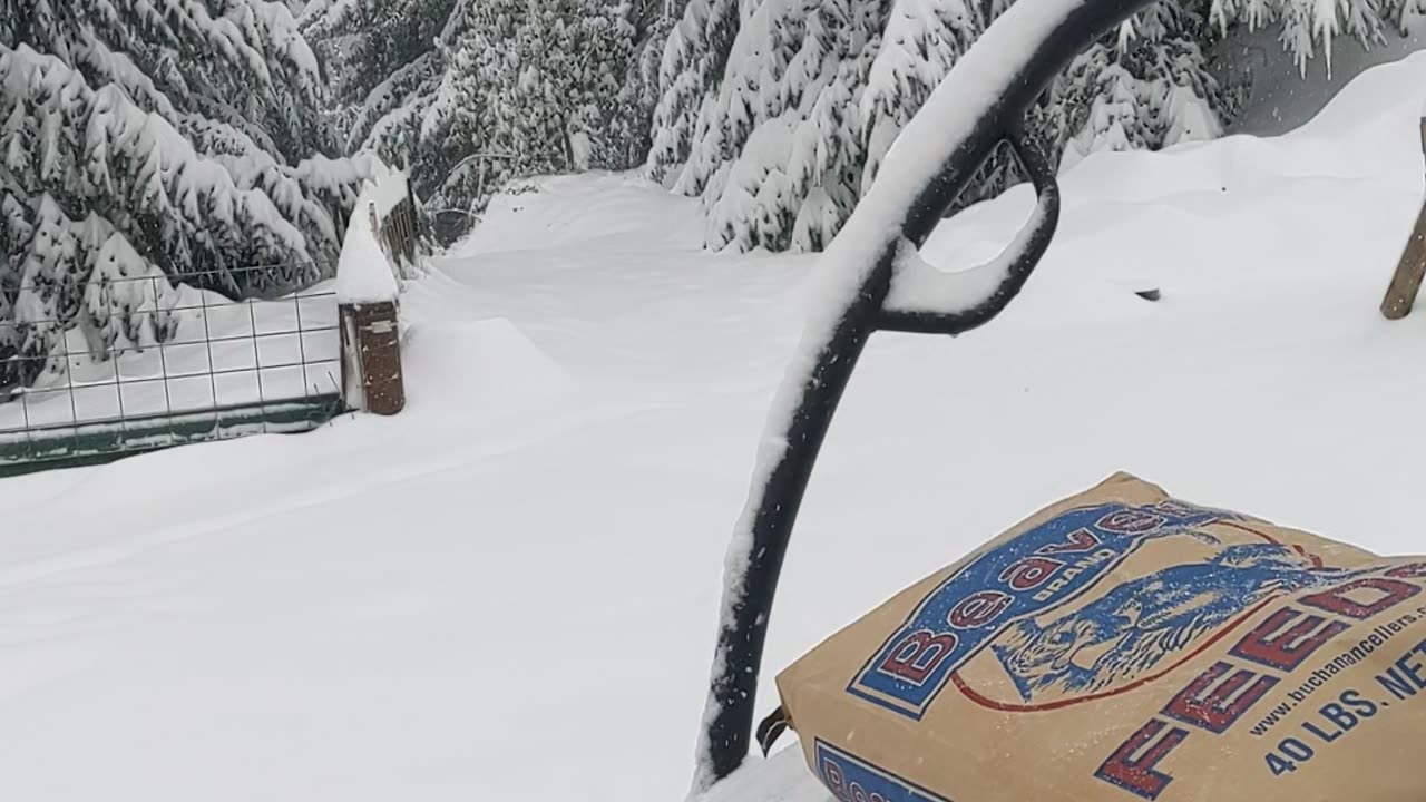 Snowstorm - Hauling Feed by Hand