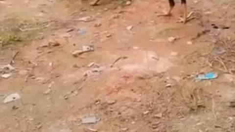Funny animals act 2