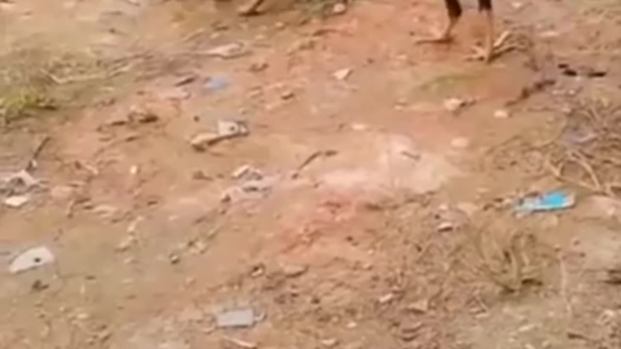 Funny animals act 2