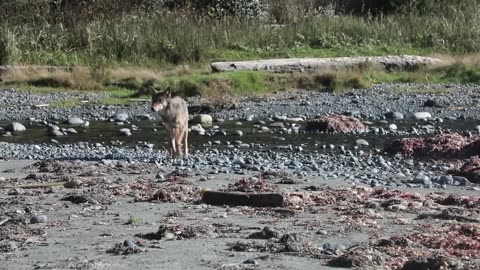 4 Wolf Encounters Way Too Scary To Handle