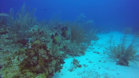 French Angelfish Couple