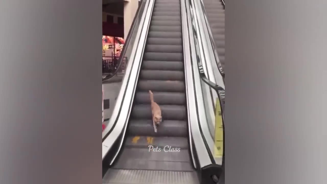 Funny videos