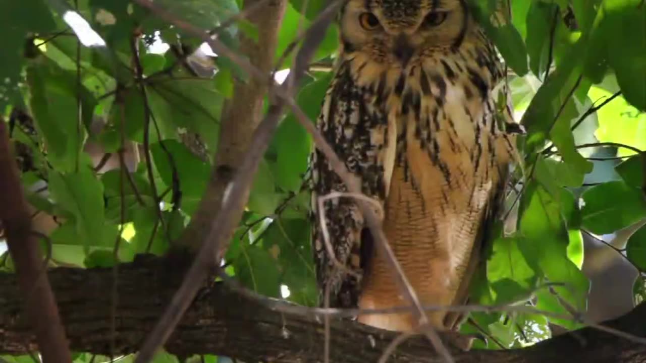 Enjoy some of the beautiful owls of #india