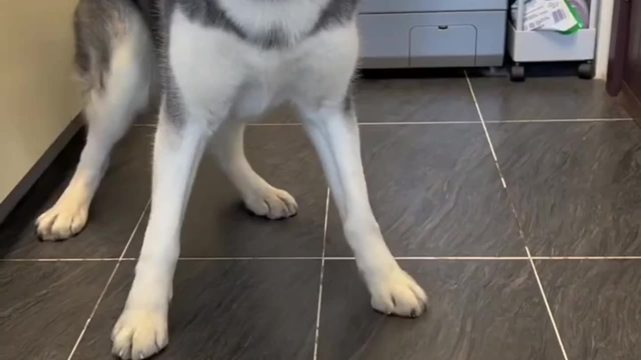 Husky funny video 😻😂 #funny #virul