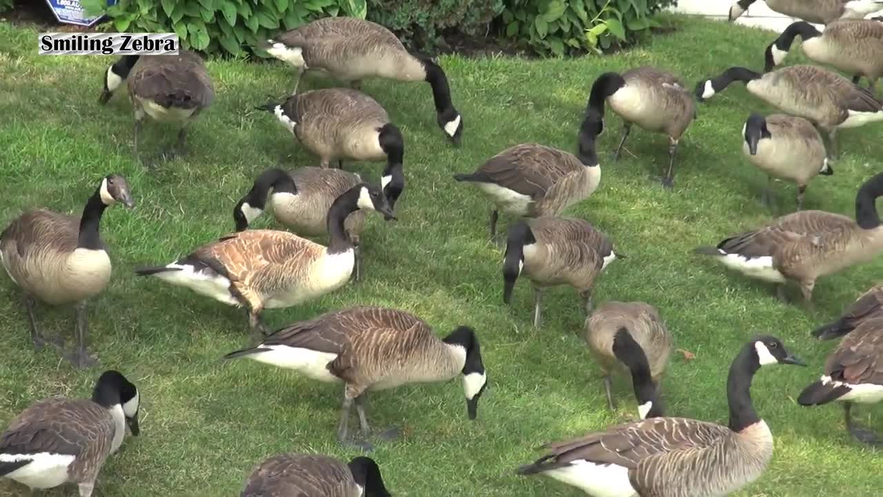 CRAZY CANADA GEESE