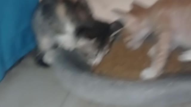 Kittens learn to eat