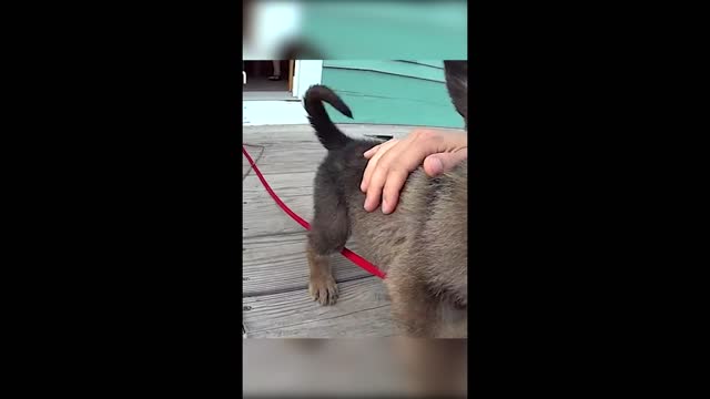 funny video #shorts