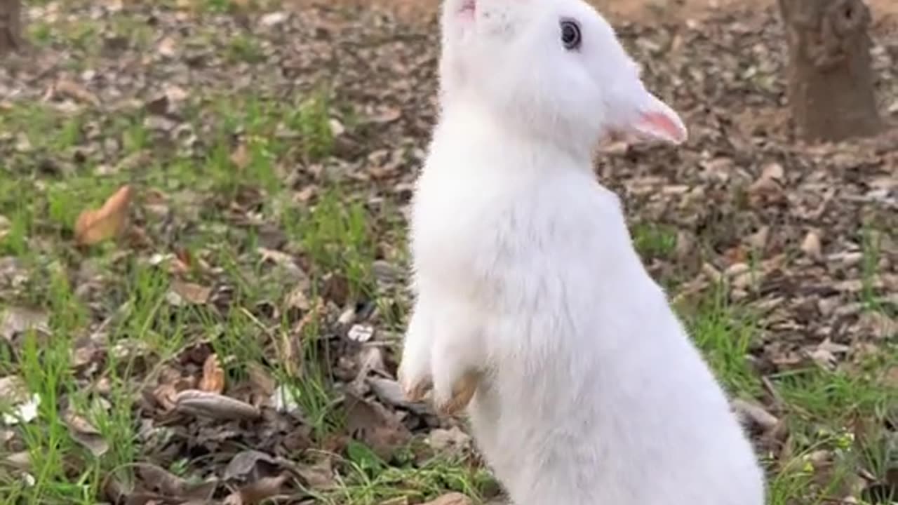 Cute rabbit