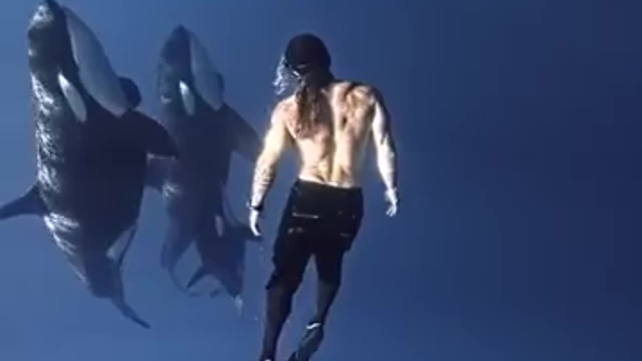 killer whales and diver