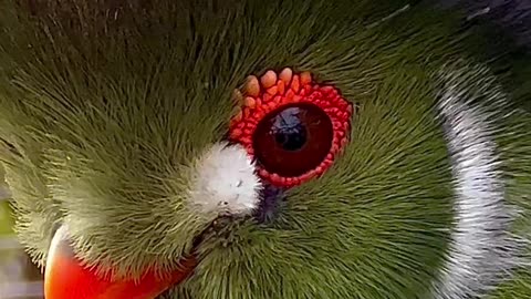 White cheeked turaco bird