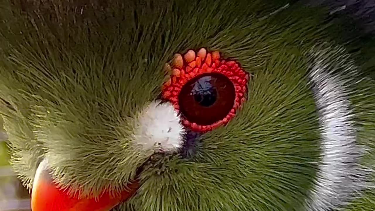 White cheeked turaco bird