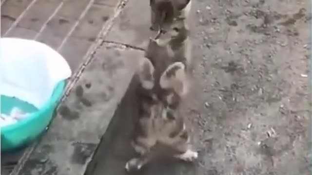 A lot of Animal funny video