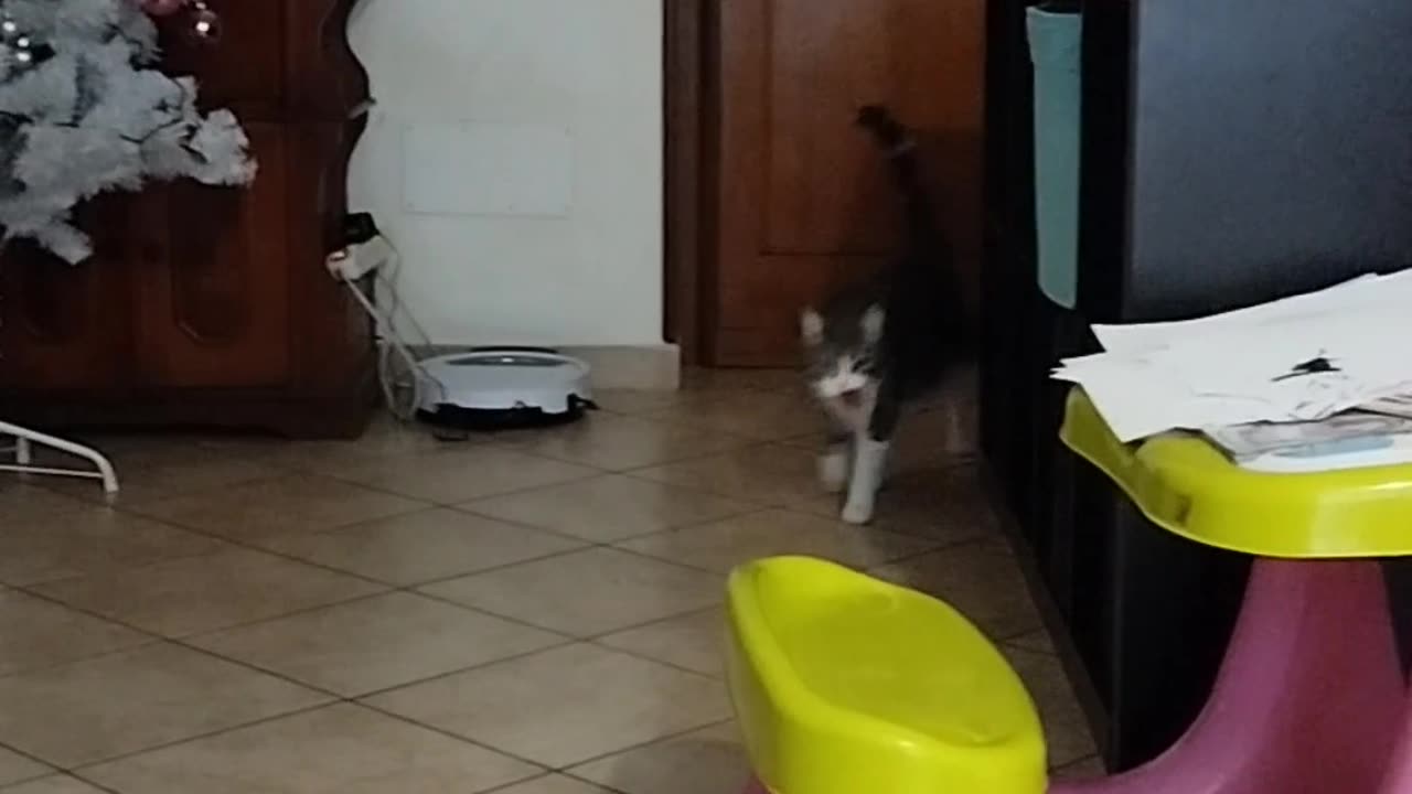 Funny cat