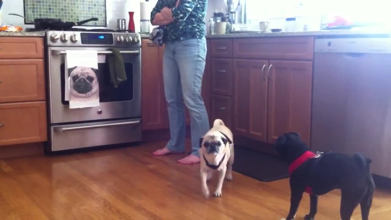 Pugs very skeptical of new 'pug' dish towel