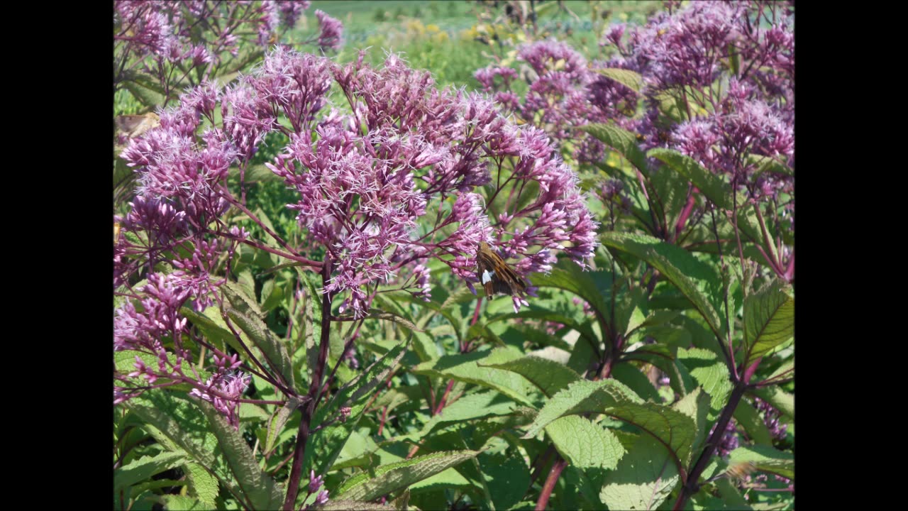 A Pillar Of Strength In The Garden Joe Pye Weed Aug 2022